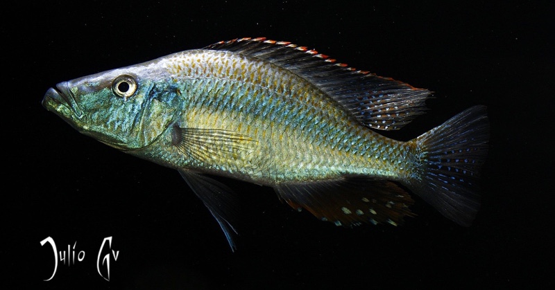 Dimidiochromis compressiceps
